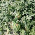 蒲城甜王种植面积突破5万亩