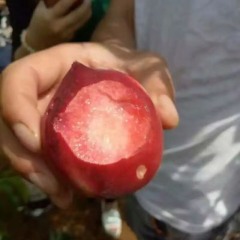 宜城南洲本地桃子已经大量上市，品种齐全