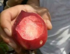 宜城南洲本地桃子已经大量上市，品种齐全