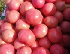 商河优质西红柿即将大量上市，价格适中