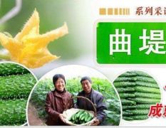 “曲堤”黄瓜成为中国黄瓜市场的第一品牌