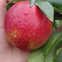 湖北宜城满园红，辉煌油桃上货量大