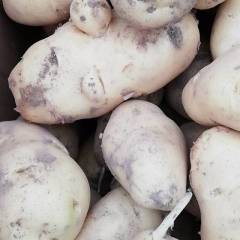 通许土豆价格行情平稳 都是新鲜农家菜