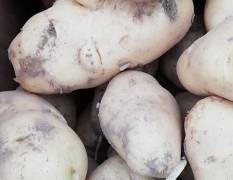 通许土豆价格行情平稳 都是新鲜农家菜