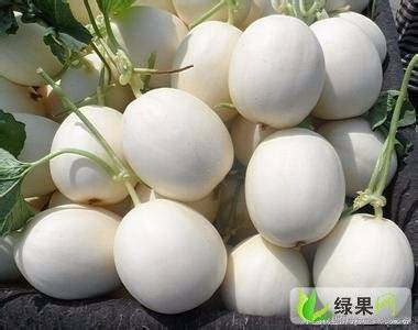 2018年河南滑县小白瓜双剑价格