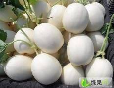 河南滑县本基地大量盛产，各种甜瓜