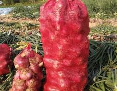 2018安丘洋葱 本地盛产红皮洋葱，临沂品种