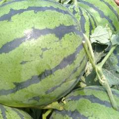 睢阳区李口镇小庄集西街口瓜果蔬菜销售