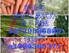 黄永红蔬菜信息代办 萝卜(红黄白萝卜）芹菜