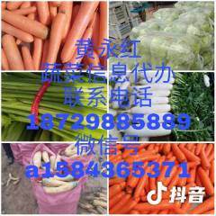黄永红蔬菜信息代办 萝卜(红黄白萝卜）芹菜