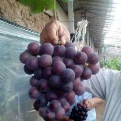 安丘葡萄价格 温室大棚藤稔葡萄现已成熟