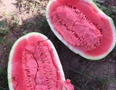 陕西临渭金城五5月5号上市 甜王以上市