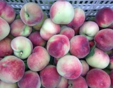 滕州柴胡店镇6月初到9月初甜桃油桃成熟上市