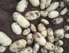 滕州春季土豆大量上市，黄皮黄肉薯行整齐个大