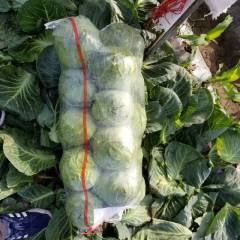 玉田主产区 主要供应：春季中甘21甘蓝