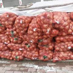 邓州我地黄洋葱，有货，质量不同