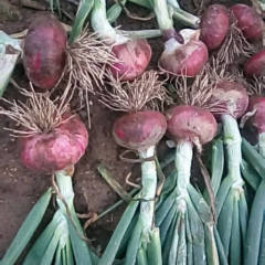 沂南洋葱 我处陆地洋葱已经大量上市