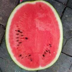 陕西大荔京欣西瓜火爆招商中