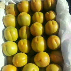 大荔杏子 今年金寿杏个头较往年大