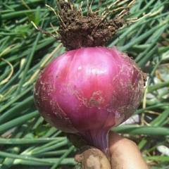 河南焦作红皮洋葱大块地陆地鲜货上市了