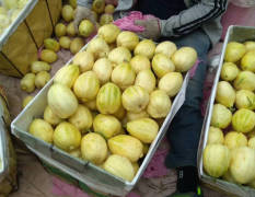 辽宁是香瓜的主产区 种植面积大