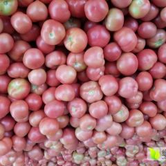 河南万亩冷棚西红柿己大量上市货源充足