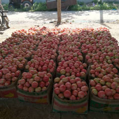 河南浚县祥瑞西红柿二茬果开始陆续上市