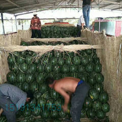 陕西大荔甜王系列西瓜今年价格较往年稳定