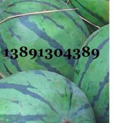 陕西省大荔县京欣西瓜/麒麟西瓜/8424西瓜