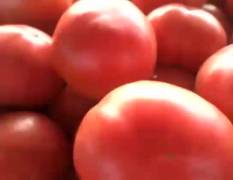西红柿供应中量不大