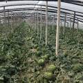 安丘甜王大量上市，口感好，质量佳