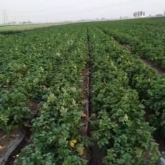 玉田荷兰十五土豆，正在供应中，早大白