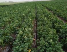 玉田荷兰十五土豆，正在供应中，早大白