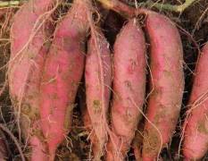 商薯19红皮白心地瓜 沙地红薯批发价格出售！！