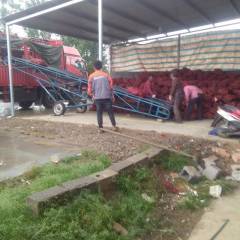 苏北地区洋葱大量上市，紫皮洋葱