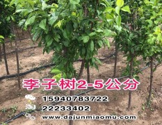 2019新品种 抗寒秋红李子树2-8公分