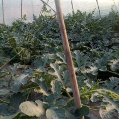 陕西蒲城甜王系列 专人专车陪同看瓜，订瓜