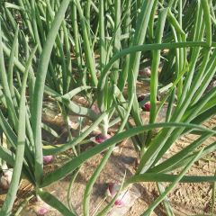 景县洋葱 合作社今年种植四百亩二红洋葱