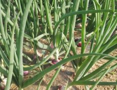 景县洋葱 合作社今年种植四百亩二红洋葱