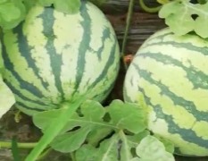 固镇现在大棚8424无籽西瓜已经上市