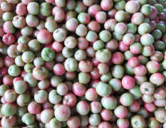 滑县硬粉西红柿正在大量上市中，色泽鲜亮