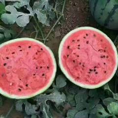 大荔西瓜 大荔县的瓜果品种齐全