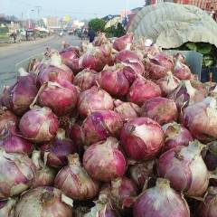 汝州洋葱蔬菜基地现大量供应红皮洋葱，个头大
