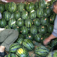 陕西精品西瓜，品种有:甜王，京欣