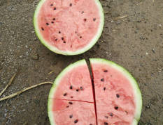 河南睢阳京欣西瓜市场最受欢迎的圆瓜品种