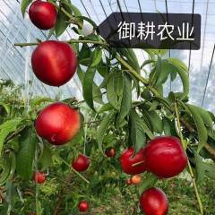 山东德城基地种植大棚油桃 颜色鲜艳