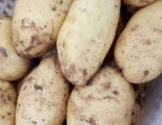 山东平阴荷兰十五土豆 全国闻名的土豆产区