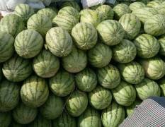 吐鲁番已有多年种植西瓜的历史