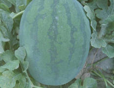 睢阳龙卷风西瓜是深受市场欢迎的西瓜老品种
