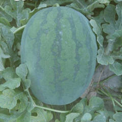 睢阳龙卷风西瓜是深受市场欢迎的西瓜老品种